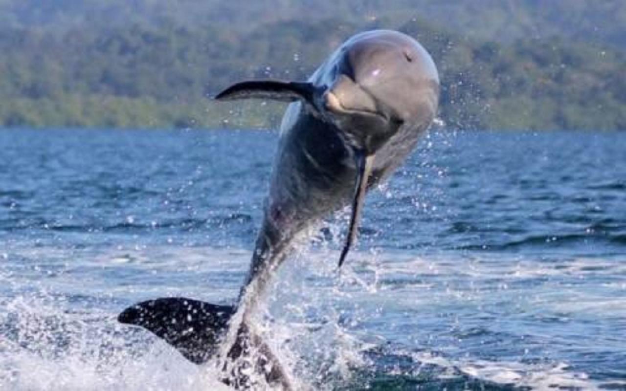 Bed and Breakfast Dolphin Bay Hideaway Bocas del Toro Exterior foto
